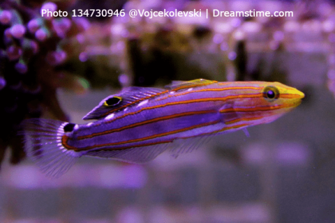 Court Jester Goby For The Fishes