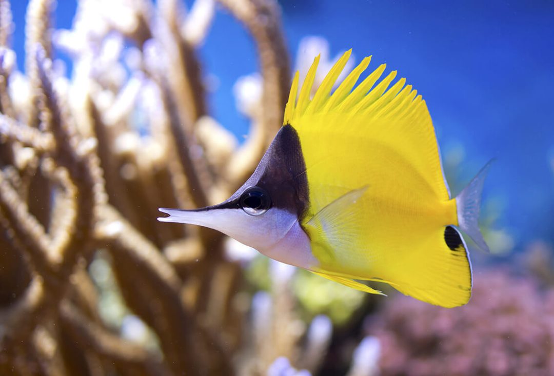 Forcepsfish, Longnose Butterflyfish - For The Fishes