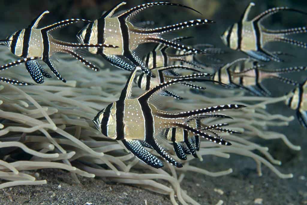 Banggai-Cardinalfish-2