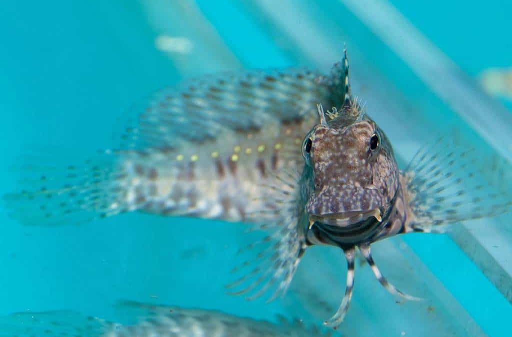 Lawnmower Blenny