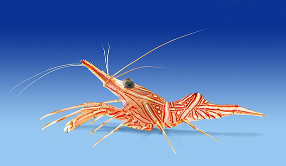 Peppermint-Shrimp-1
