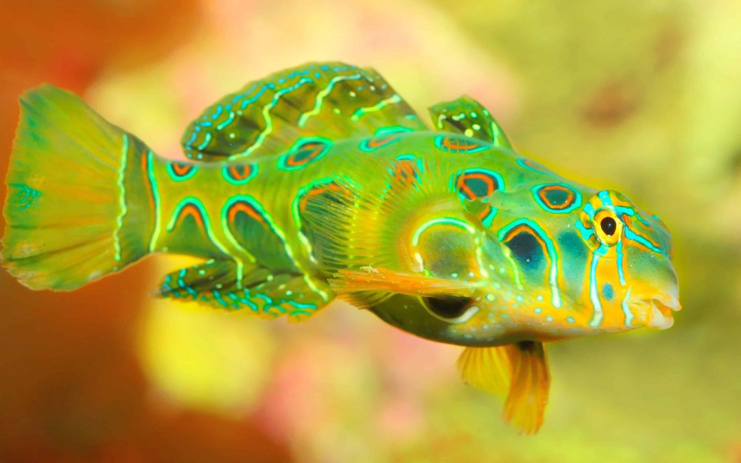 Spotted Mandarinfish