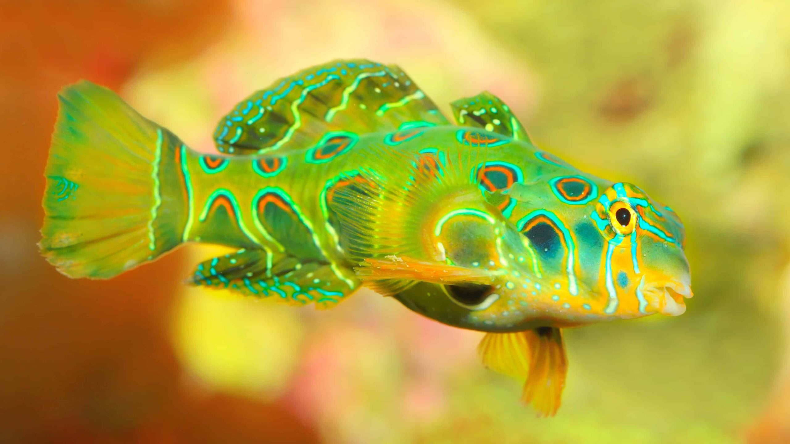 Spotted-Mandarinfish-1