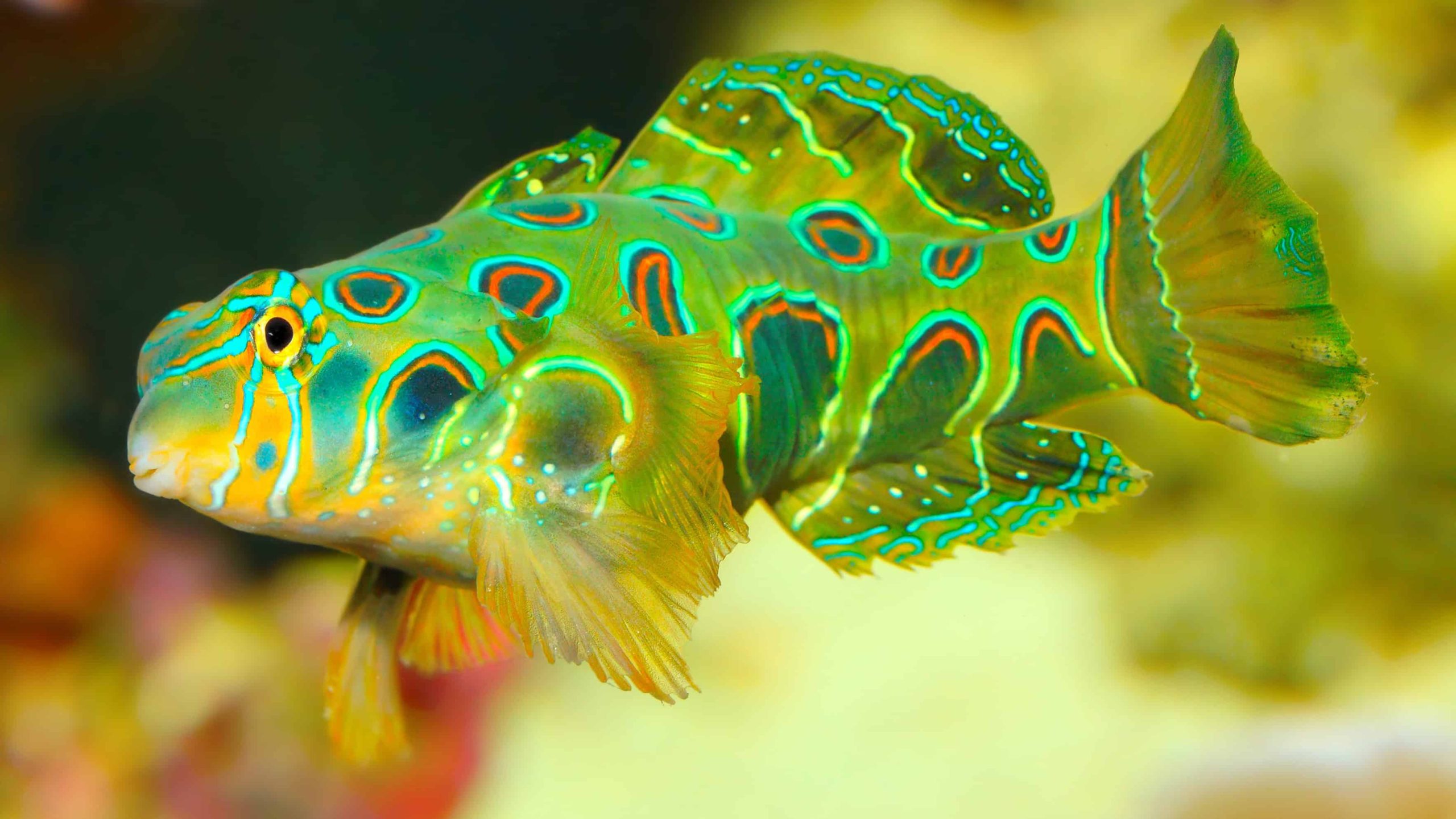 Spotted-Mandarinfish-2