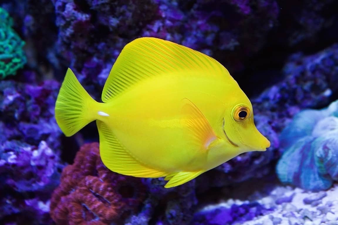 Yellow Tang - For The Fishes