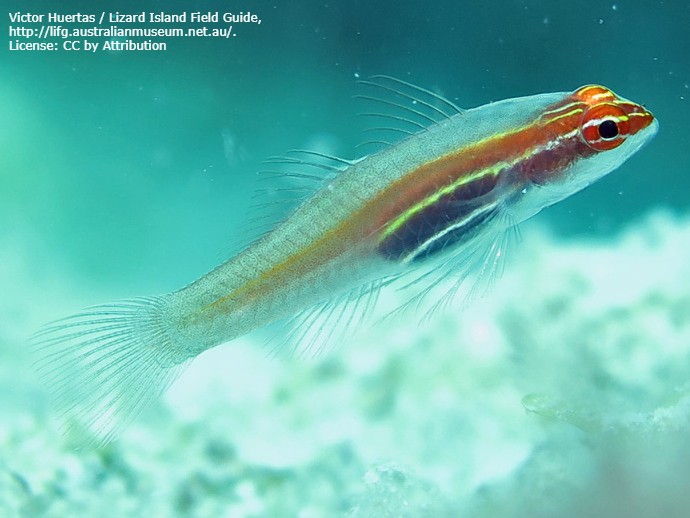 Black-Belly-Goby-2
