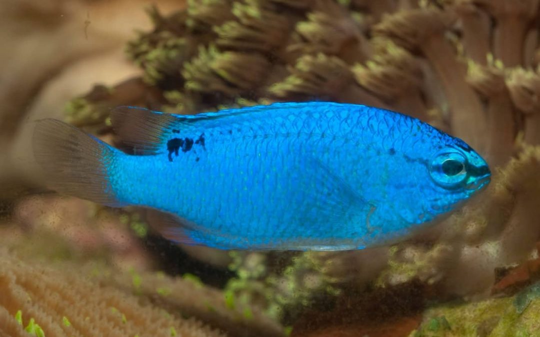 Blue Damselfish