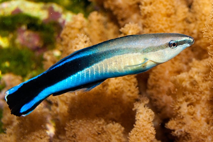 Bluestreak Cleaner Wrasse