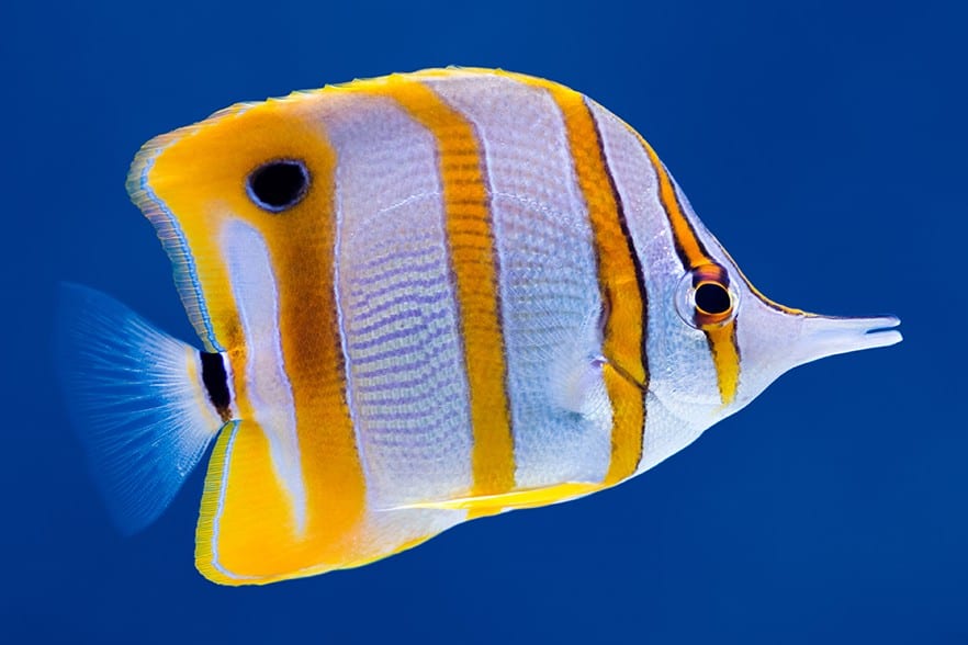 Copperband-Butterflyfish-1