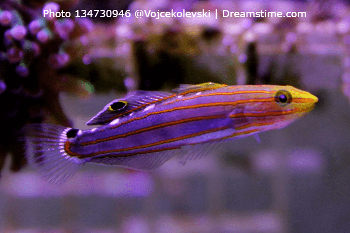 Court-Jester-Goby-1