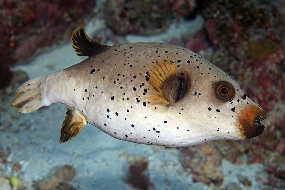 Dogface Pufferfish