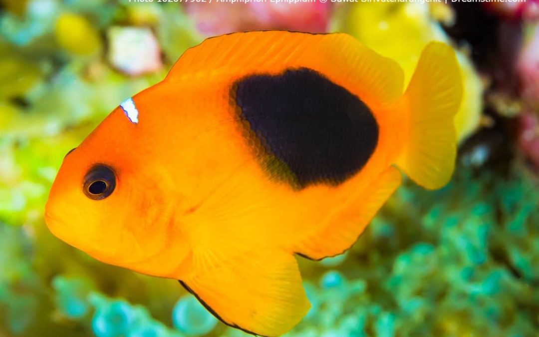 Fire Clownfish