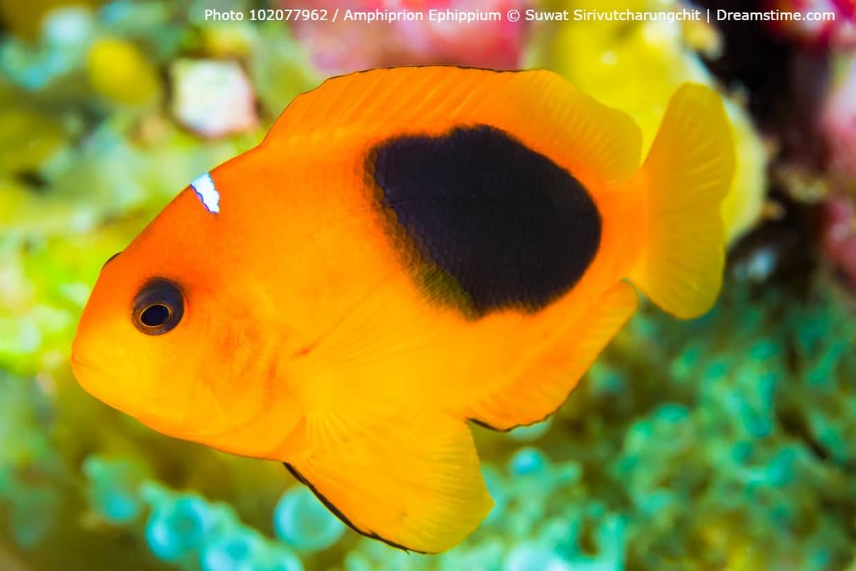 Fire-Clownfish-Adult-1