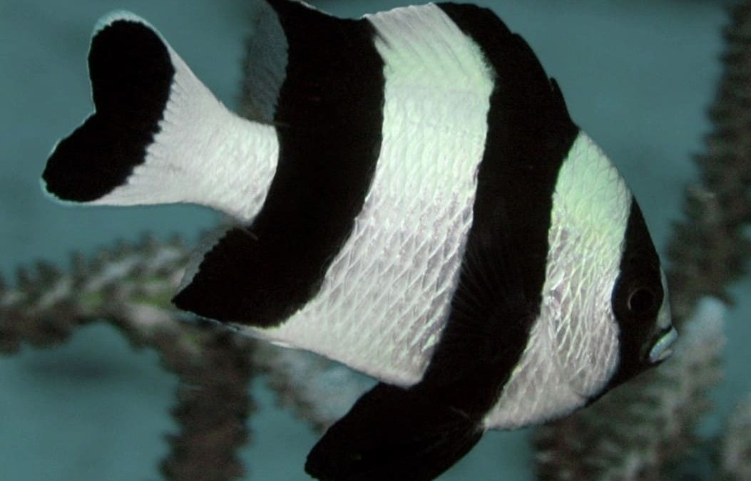 Four-Stripe Damselfish