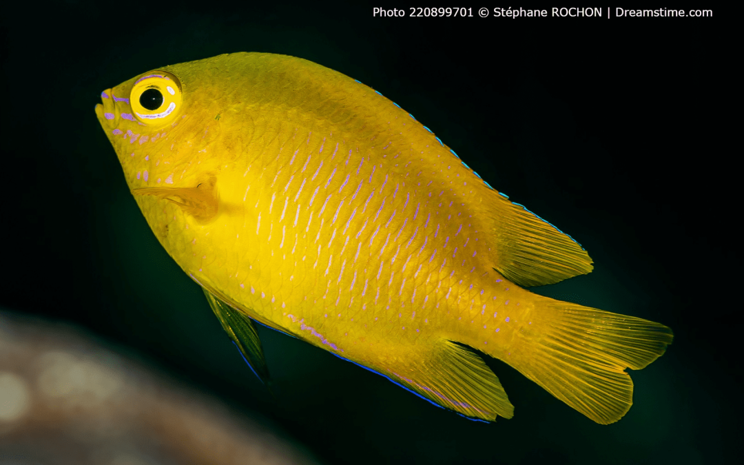 Lemon Damselfish