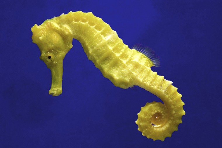 Lined-Seahorse-1