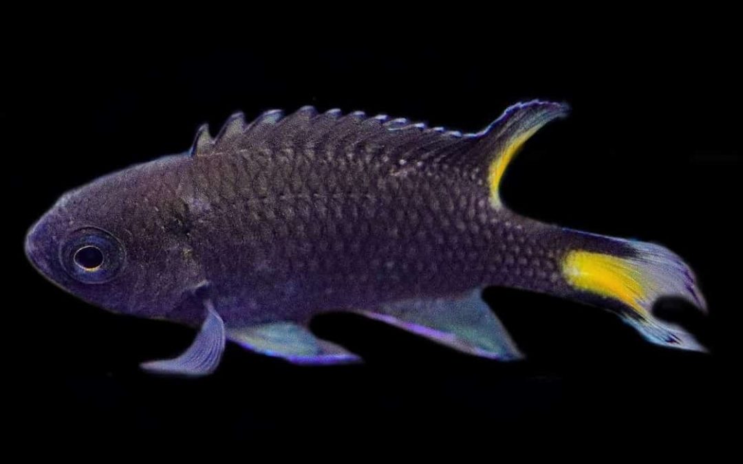 Lyretail Damselfish