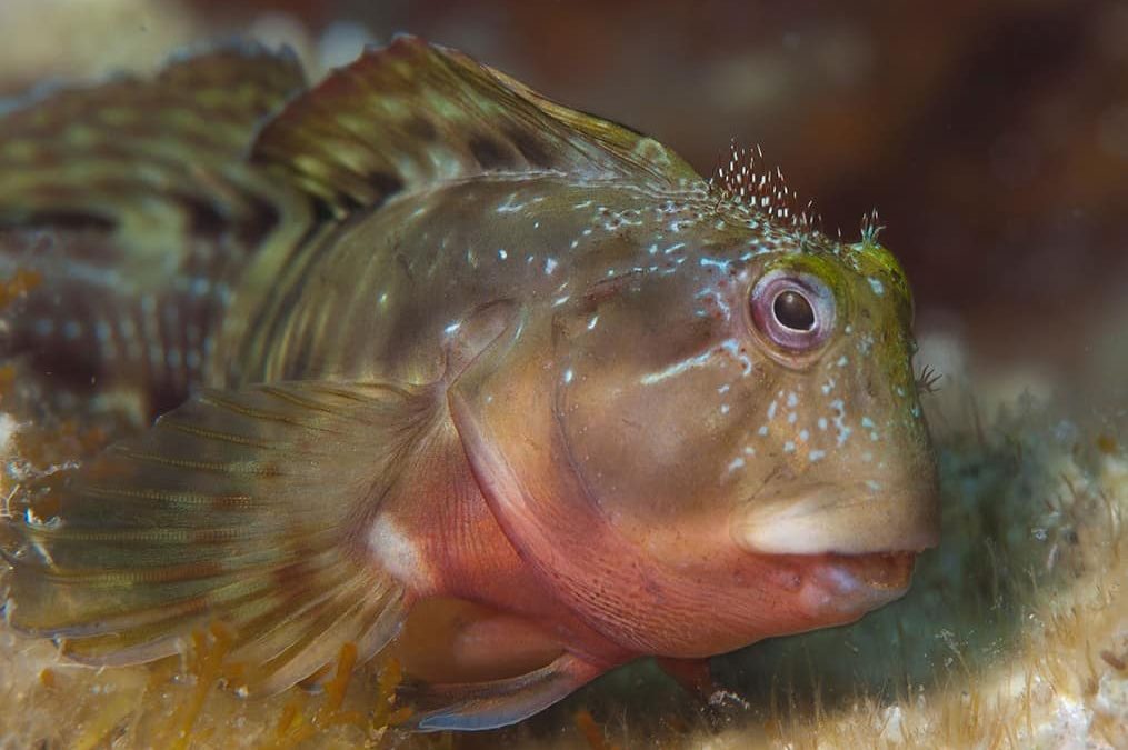 Molly Miller Blenny