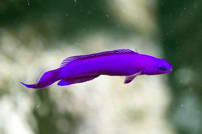 Orchid-Dottyback-1