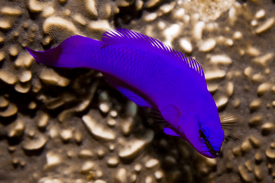 Orchid-Dottyback-2