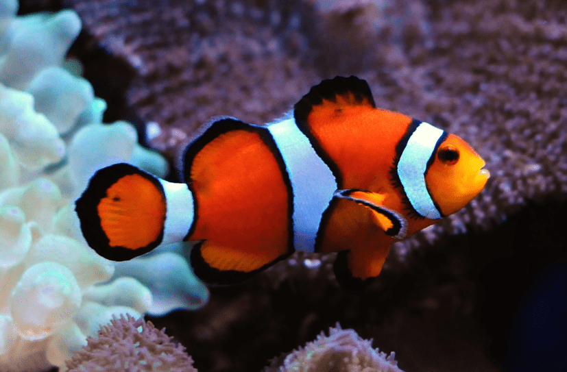 Percula-Clownfish-1
