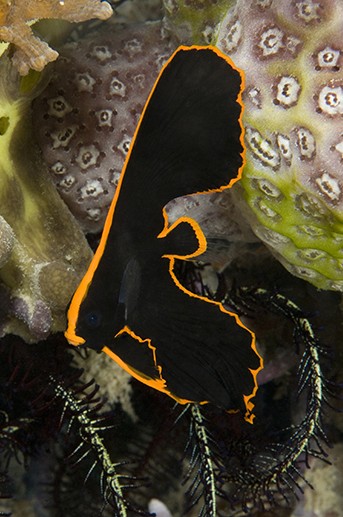 Pinnatus Batfish-1