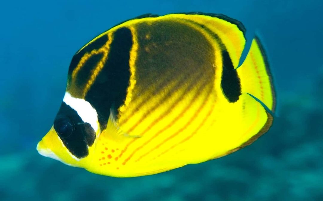 Raccoon Butterflyfish