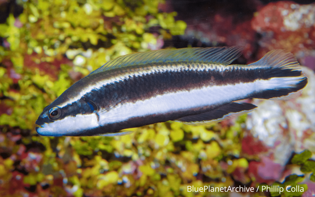 Sankey’s Dottyback