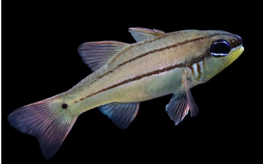 Seale’s Cardinalfish