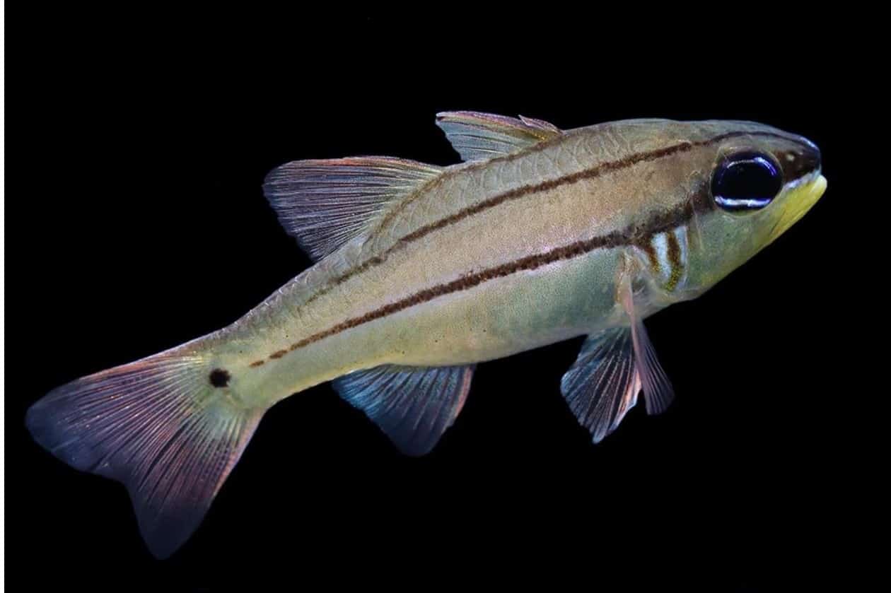 Seale's-Cardinalfish-1