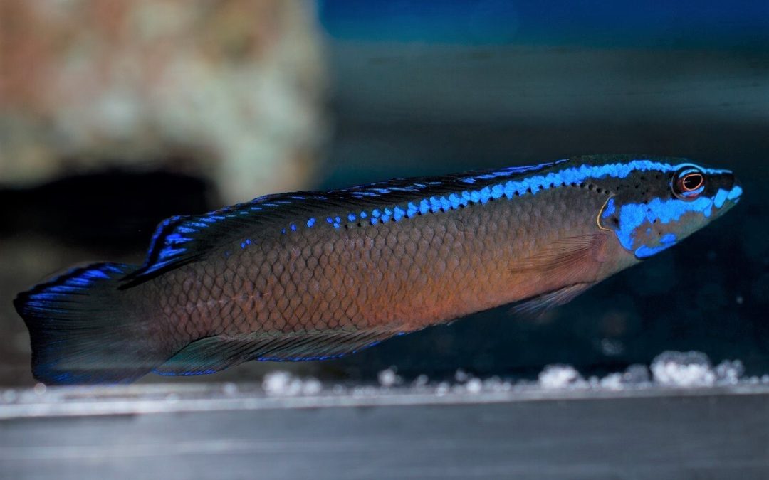 Springer’s Dottyback