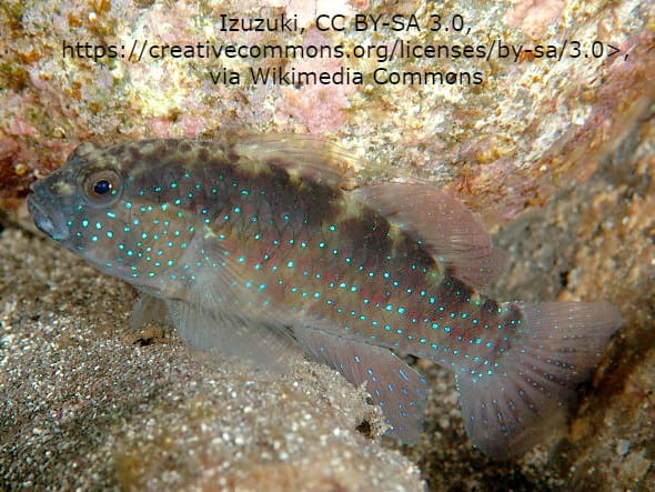 Starry-Goby-1