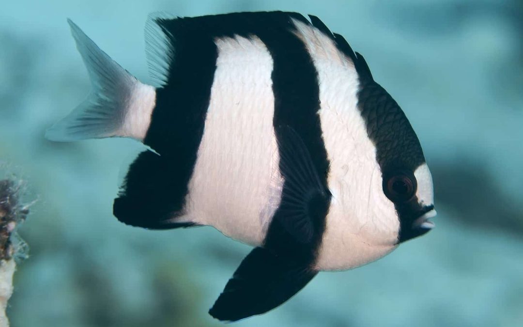 Three-Stripe Damselfish