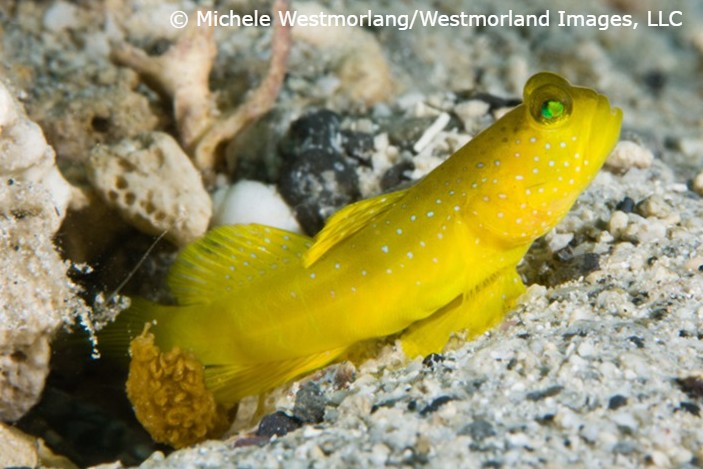 Yellow-Watchman-Goby-1