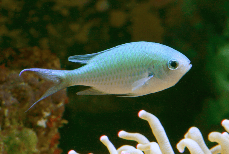 1-new-blue-green-chromis - For The Fishes